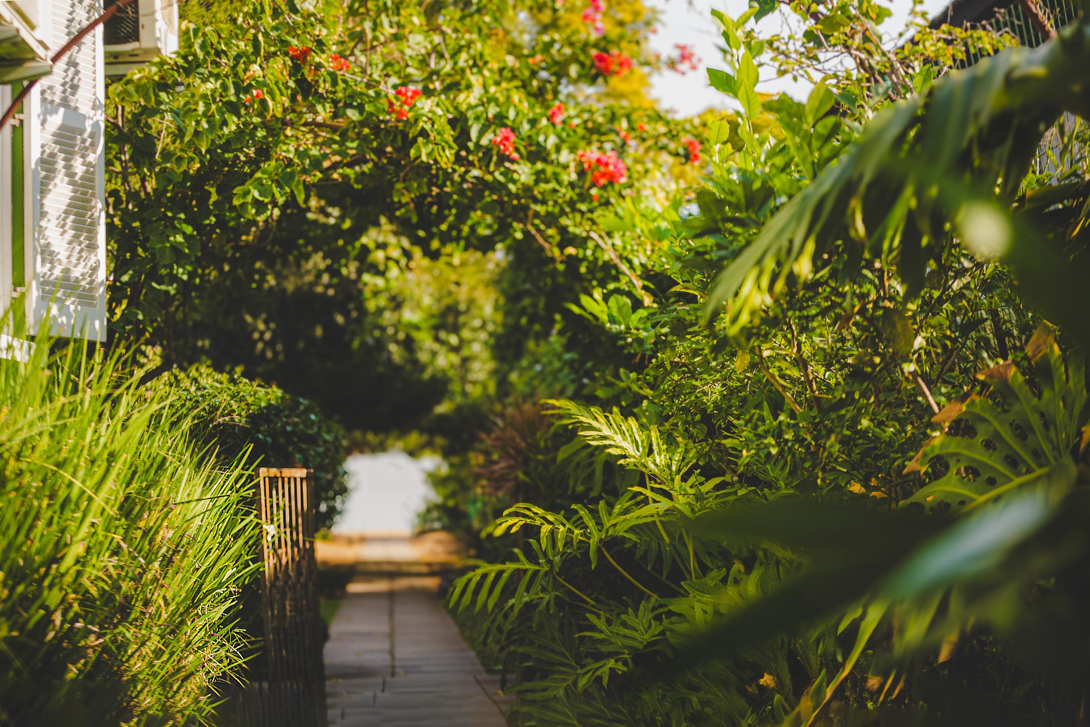Caminho entre folhagens e flores que se abre para a orla